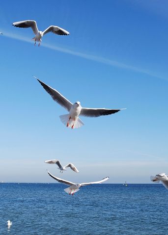 Möwen an der Nordsee