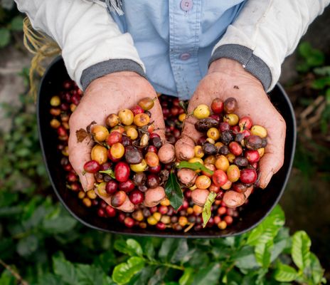 Kaffee Plantage Hände