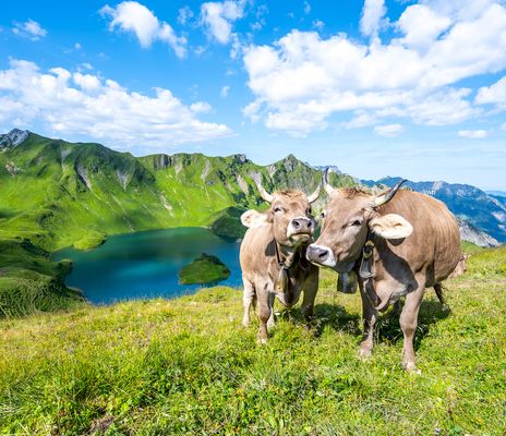 Kühe auf Wiese in Bayern