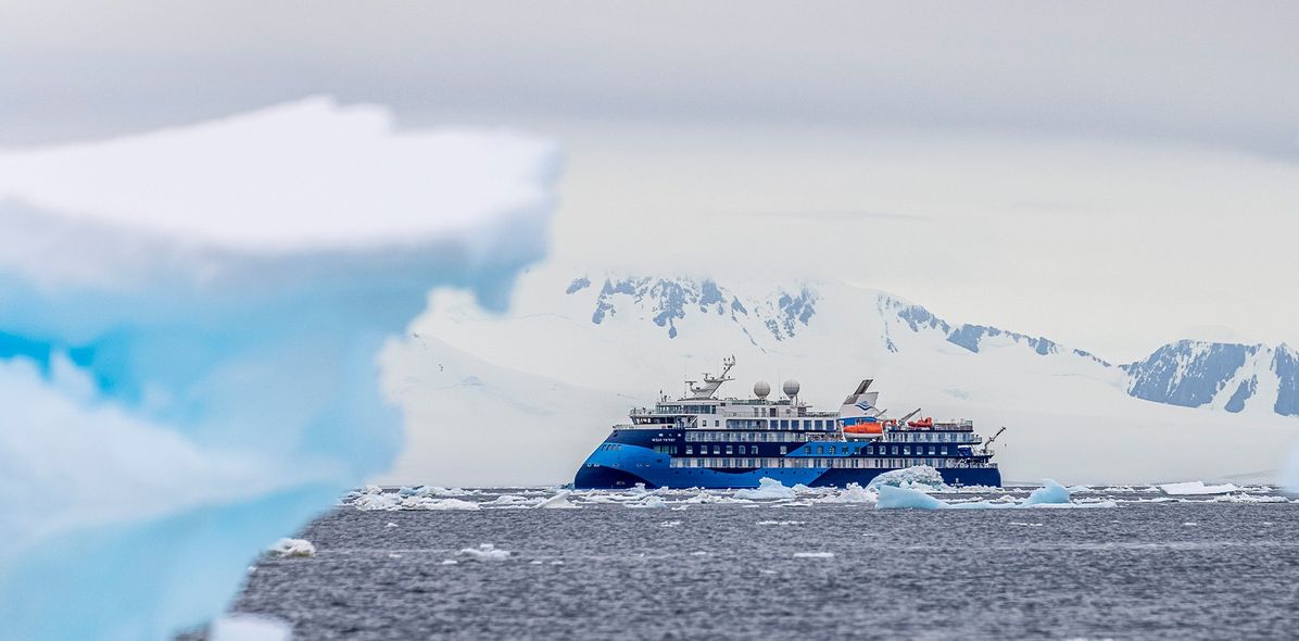 Ocean Albatros in einer Eislandschaft