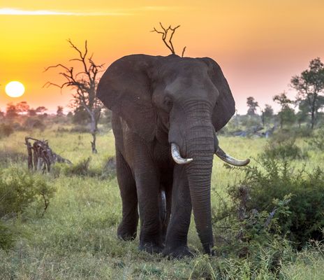 Elefant bei Sonnenuntergang im Krüger Nationalpark