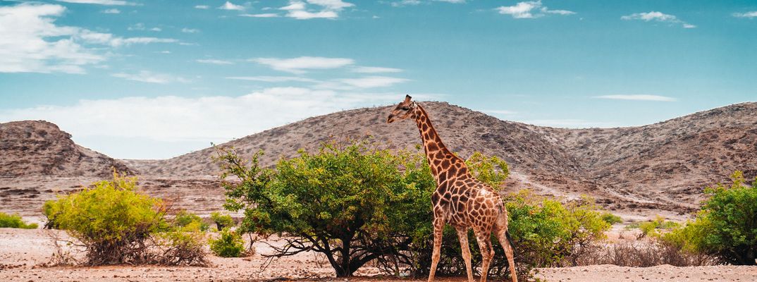 Giraffe in Namibia