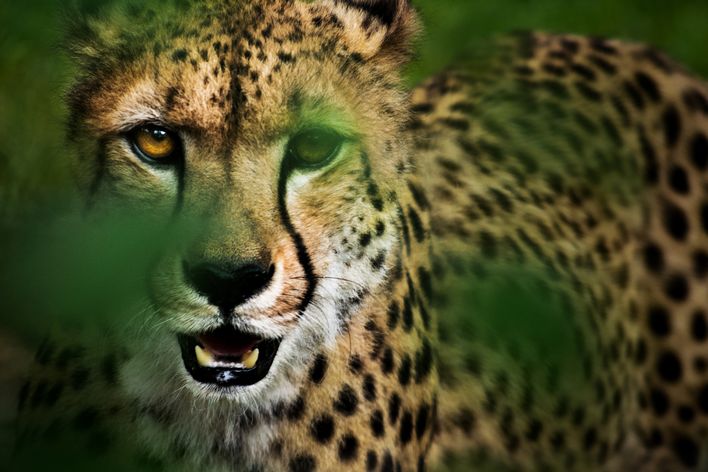 Gepard schaut aus dem Busch