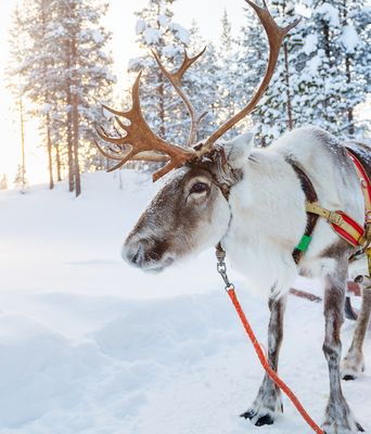 Rentier im Schnee in Schweden