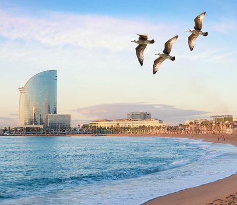 Strand von Barcelona mit Möwen