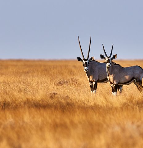 Antilopen in der Steppe