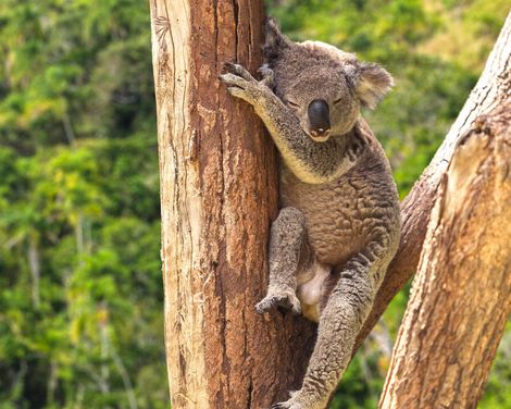 Kreuzfahrt mit der Grand Princess ab/an Sydney-0