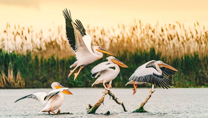 Pelikane landen und laufen am Schilfufer des Donaudeltas im warmen Abendlicht.
