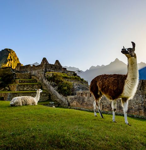 Machu Picchu mit Lamas