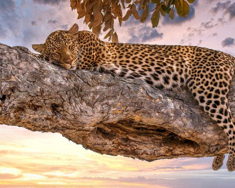 Kapstadt, Krügerpark und Viktoriafälle-1