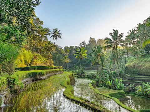 Grüne Reisterrassen auf Bali, Indonesien