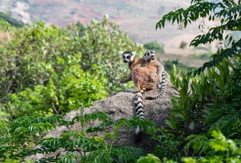 Madagaskar