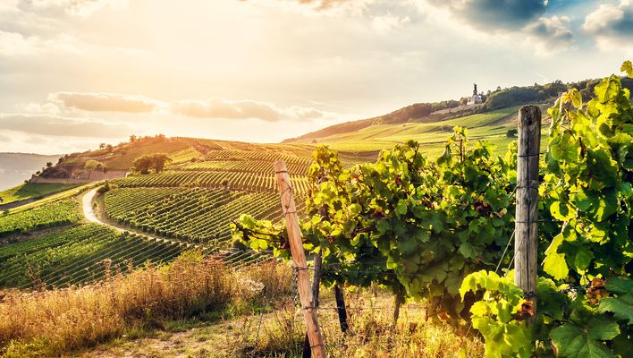 Weinberge im Herbst