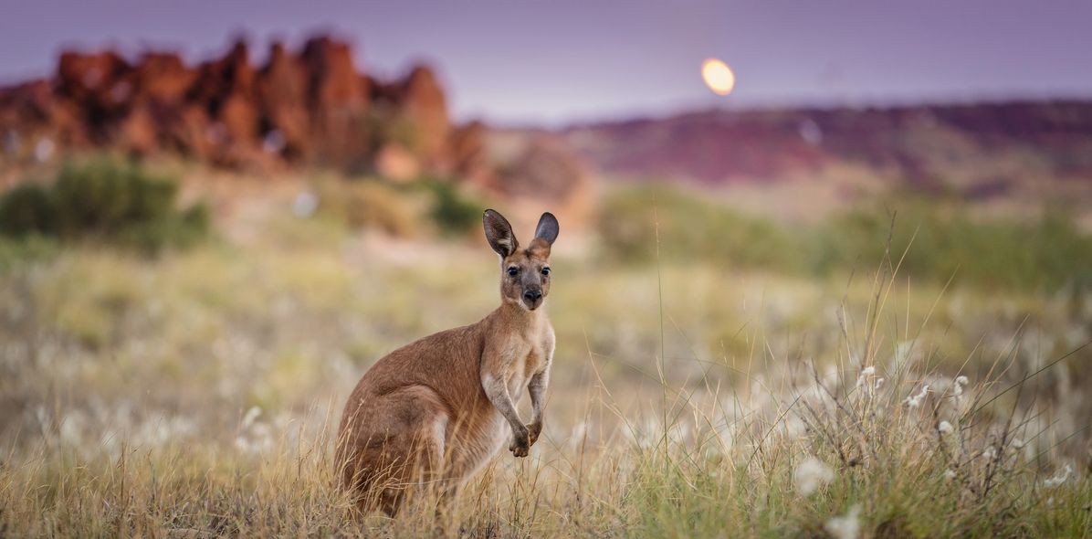 Känguru in Australien