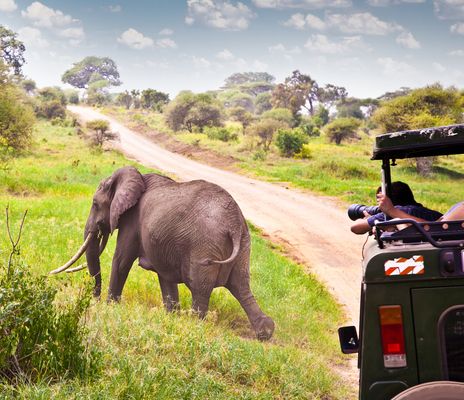 Safari in Südafrika