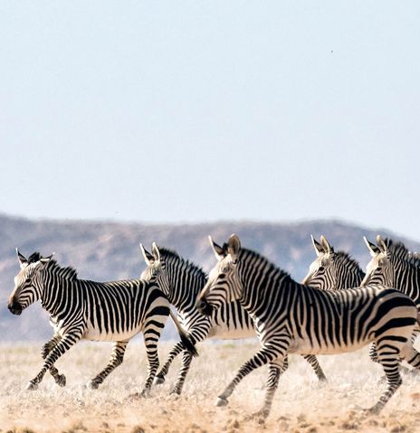 Zebras laufen durch Steppe in Namibia