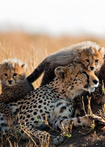 Gepardenfamilie in der Savanne von Kenia