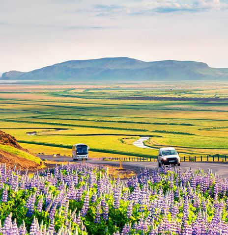 Auto in Landschaft mit Lupinen