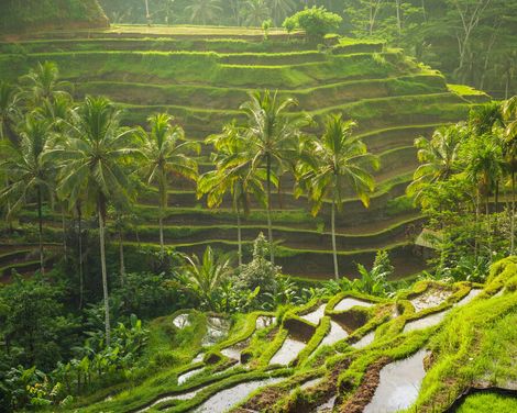 Bali für Einsteiger-1