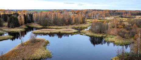 Blick auf einen See bei Kirkilai mit Inseln, Schilf und goldenen Herbstbäumen