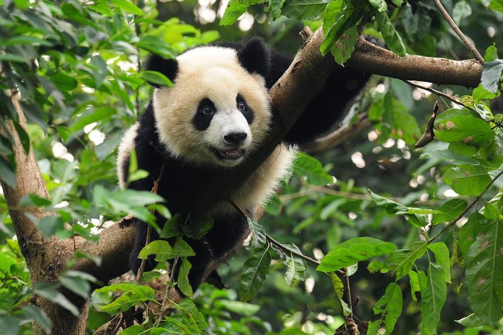 Panda im Zoo