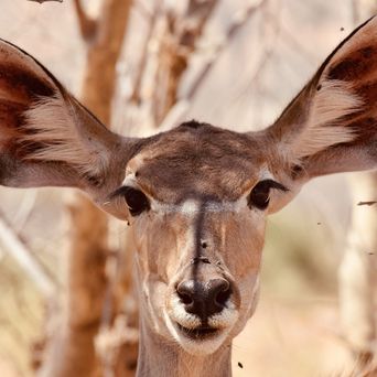 Porträt einer Kudu-Antilope in der Natur Namibias