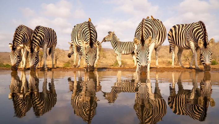 Zebras am Wasser