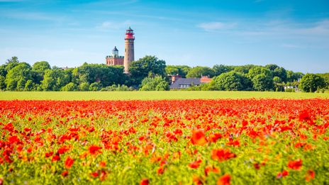 Mohnblumenfeld auf der Insel Rügen