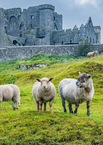 Schafe vor dem Rock of Cashel in Irland