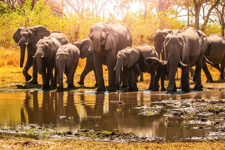 Elefanten am Wasserloch im Chobe-Nationalpark