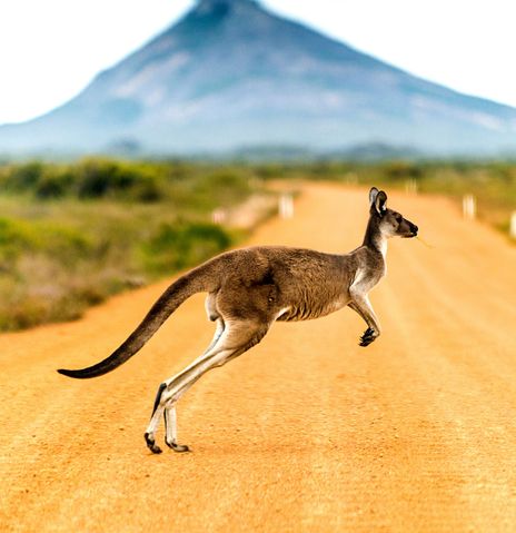 Känguru auf Straße und Berg