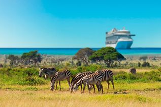 Zebras und Kreuzfahrtschiff