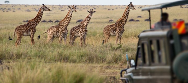 Gruppe von Giraffen in der Savanne während einer Safari in Kenia