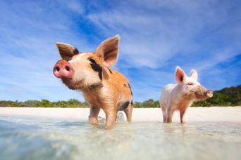 Schweine am Bahamas-Strand