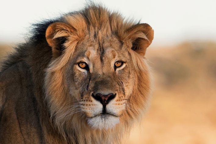 Ein Löwe blickt direkt in die Kamera