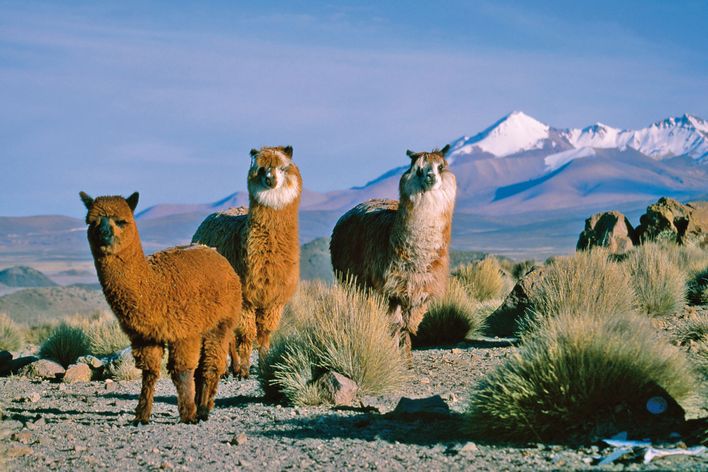 Lamas in der Atacama-Wüste mit schneebedeckten Gipfeln im Hintergrund