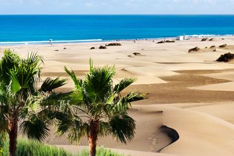 Palmen am Strand