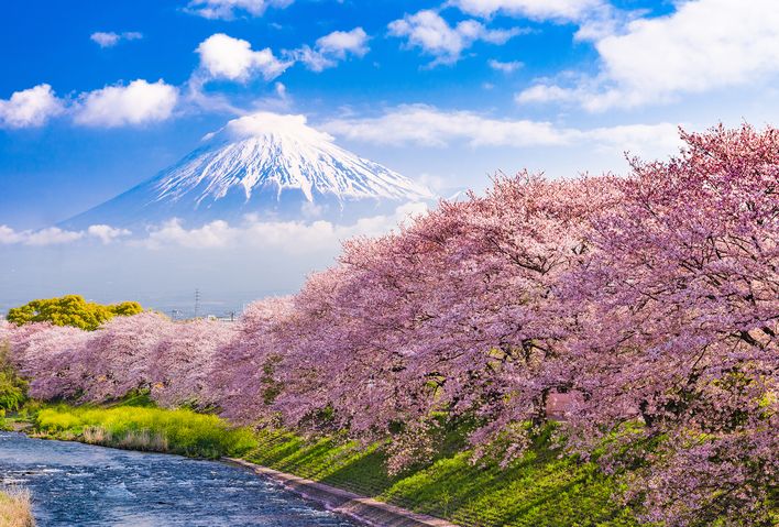 Mount Fuji Kirschbaume 