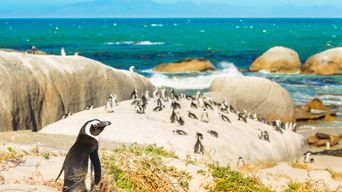 Pinguine an Küste in Kapstadt