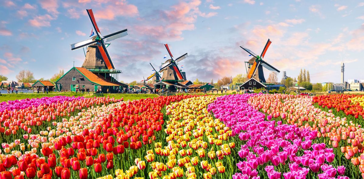 Blumenwiese mit Windmühlen in den Niederlanden