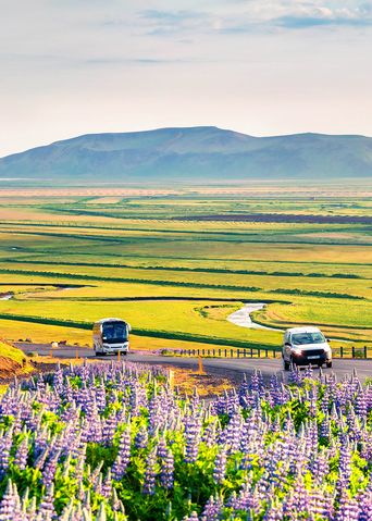 Auto in Landschaft mit Lupinen