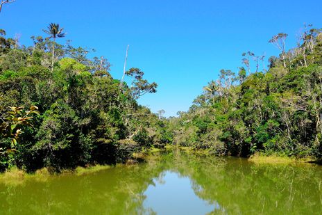 Andasibe Mantadia Nationalpark auf Madagaskar