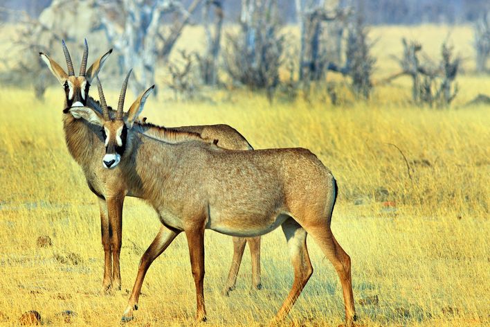 Antilopen im Hwange Nationalpark