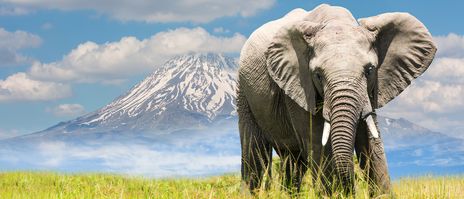 Elefant