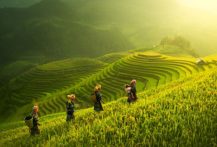 Frauen in Reisfeldern von Vietnam