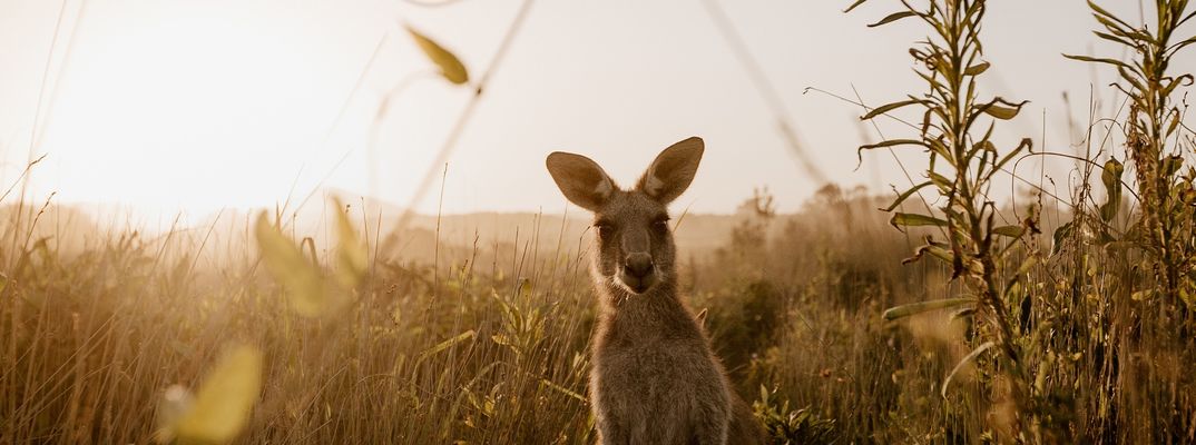 Känguru in freier Wildbahn 