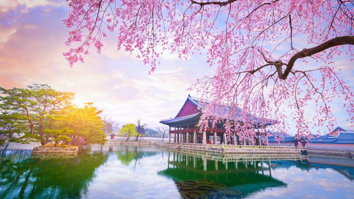 Tempel und Kirschbaum in Südkorea
