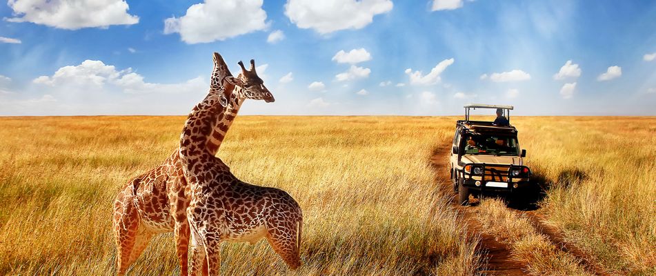 Giraffen in Afrika vor Safari-Jeep