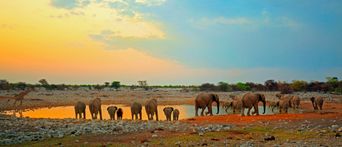 Elefanten am Wasserloch im Etosha Nationalpark in Namibia