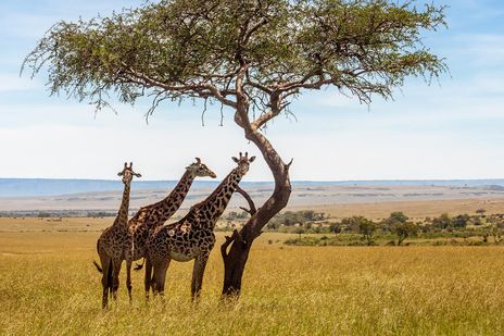 Giraffen in der Steppe